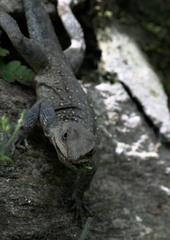 Laudakia tuberculata