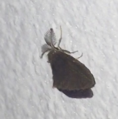 Cryptothelea nigrita