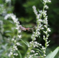 Tetragnatha montana