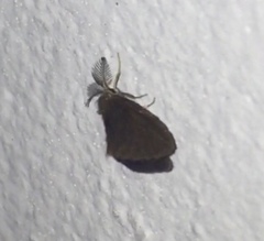 Cryptothelea nigrita