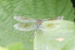 Erythrodiplax berenice