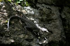 Laudakia tuberculata