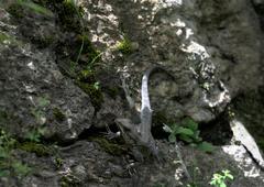 Laudakia tuberculata