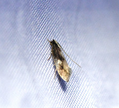 Monopis dorsistrigella