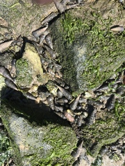Batillaria attramentaria