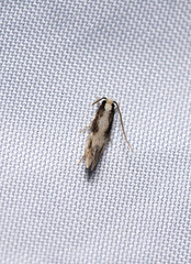 Monopis dorsistrigella