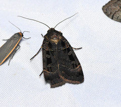 Pseudohermonassa tenuicula