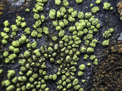 Rhizocarpon ridescens