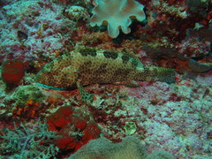 Epinephelus spilotoceps