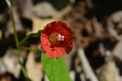 Ipomoea indivisa