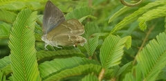 Thereus cithonius