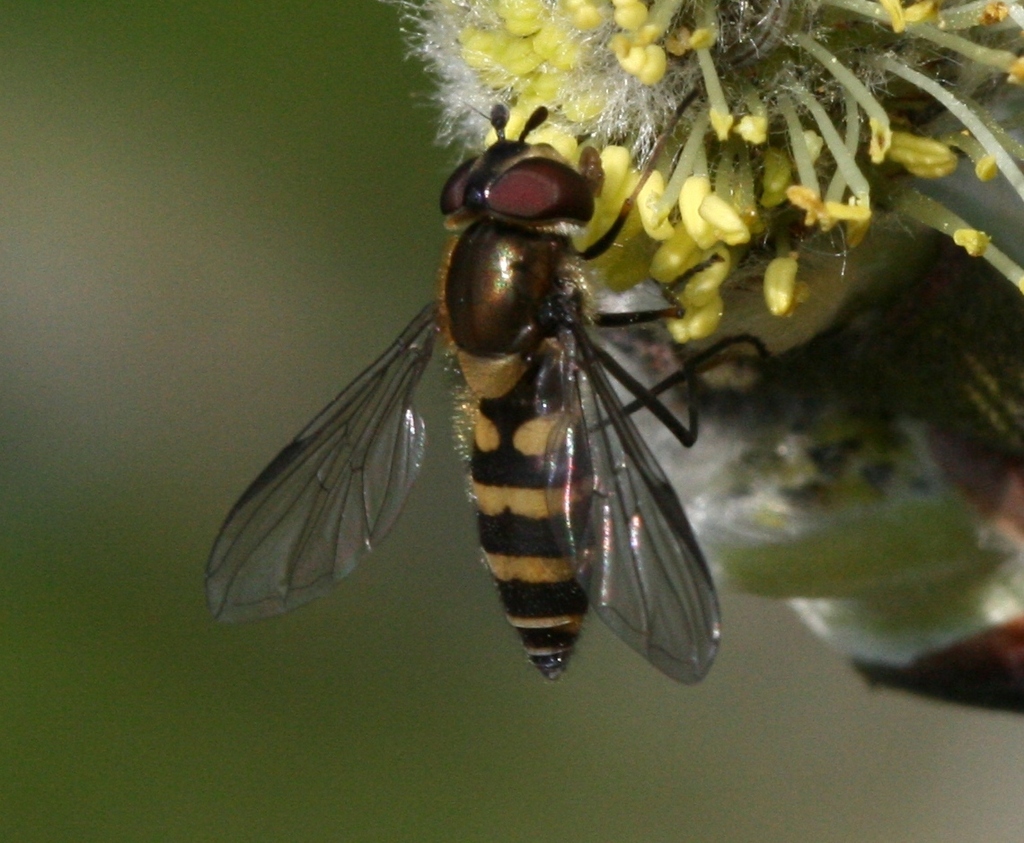 Parasyrphus lineola