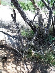 Peniocereus greggii greggii