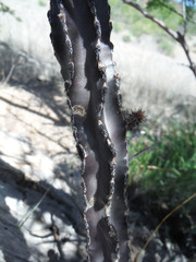 Peniocereus greggii greggii