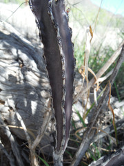 Peniocereus greggii greggii