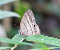 Cissia terrestris