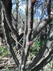 Peniocereus greggii greggii