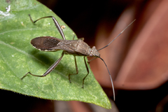 Riptortus linearis