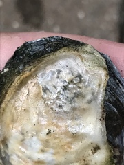 Ostrea lurida