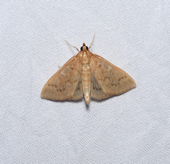 Framinghamia helvalis