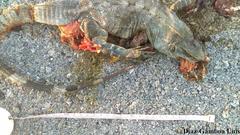 Ctenosaura similis similis