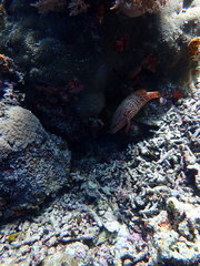 Cephalopholis cyanostigma