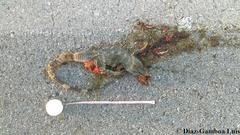 Ctenosaura similis similis