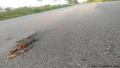 Ctenosaura similis similis