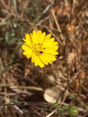 Hemizonia congesta lutescens