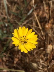 Hemizonia congesta lutescens