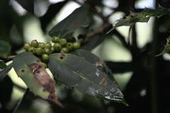 Ilex dipyrena