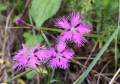 Dianthus superbus superbus