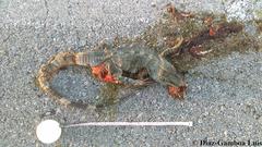 Ctenosaura similis similis