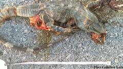 Ctenosaura similis similis