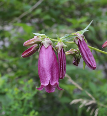 Campanula punctata hondoensis