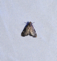 Hypsopygia thymetusalis