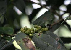 Ilex dipyrena