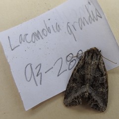 Lacanobia grandis