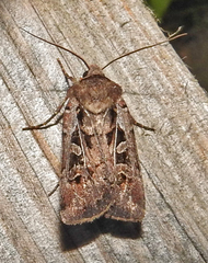 Euxoa divergens