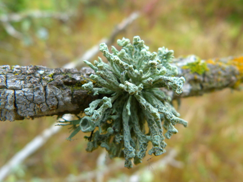 Niebla ceruchis