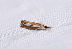 Catoptria latiradiellus