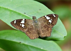 Celaenorrhinus similis