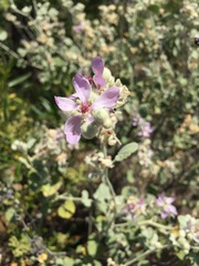 Malacothamnus helleri