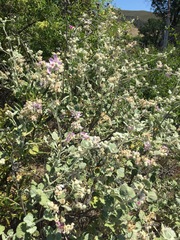 Malacothamnus helleri