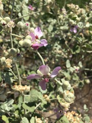 Malacothamnus helleri