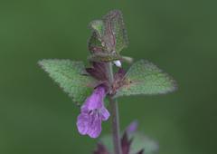 Stachys melissifolia