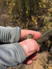 Clidophleps distanti