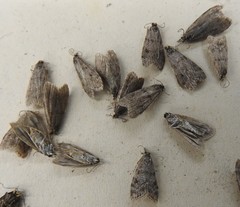 Scoparia penumbralis