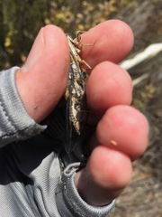 Clidophleps distanti