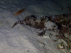 Epinephelus quoyanus